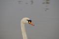  Ecluse Evry et bords de seine  - Les Oiseaux Ecluse d evry 295